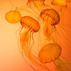 5 moon jellyfish on an orange background. The jellyfish appear orange.